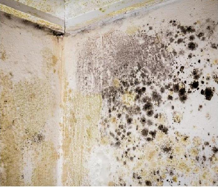 mold damage on walls and ceiling