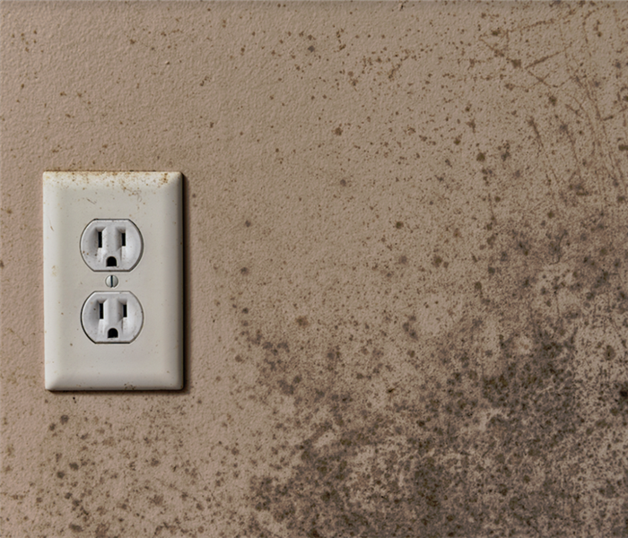 mold growing on a wall near an electrical outlet
